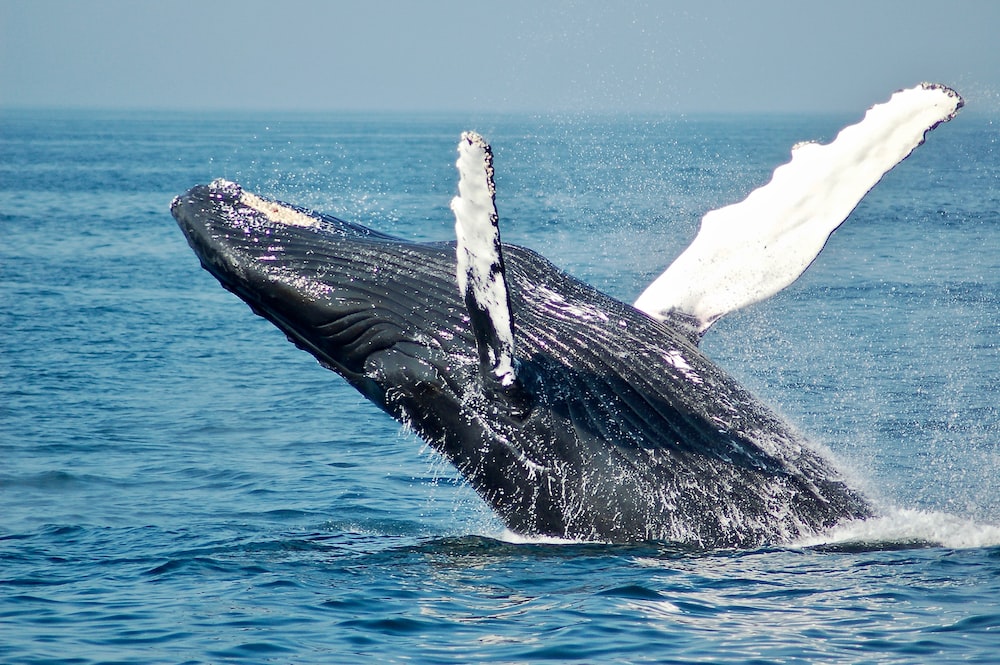 Mercy Calling: Jonah’s Life