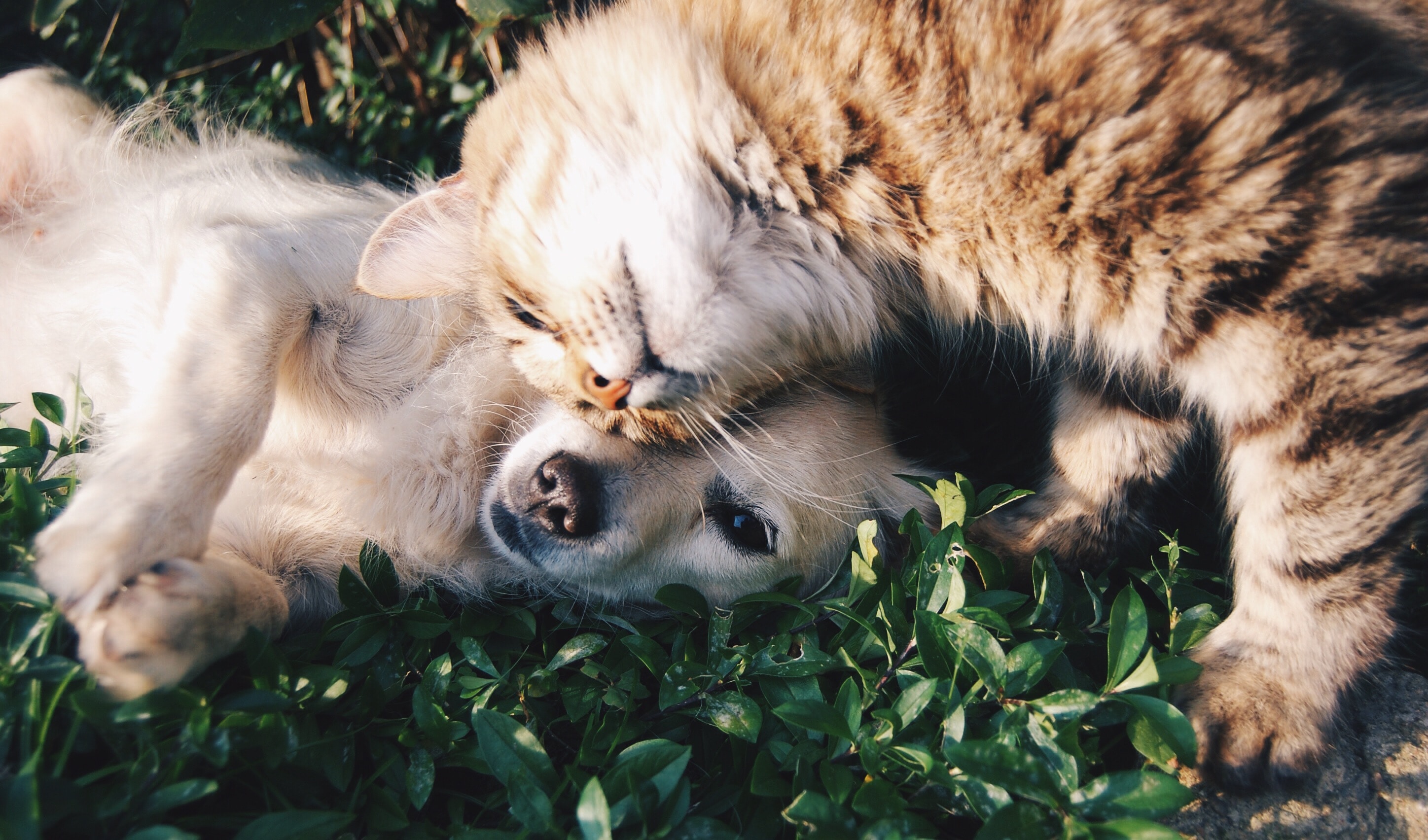 Pets – Pros and Cons