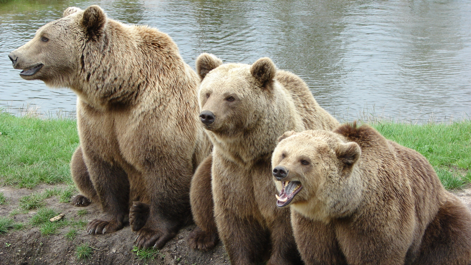 Breaking News: Girl Breaks Into House and Bears and Engages in Bizarre Behaviour